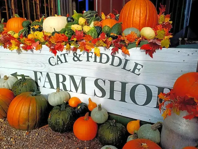 Pumpkins and produce crates outside the timber farm shop at Cat and Fiddle Farm, Hinton